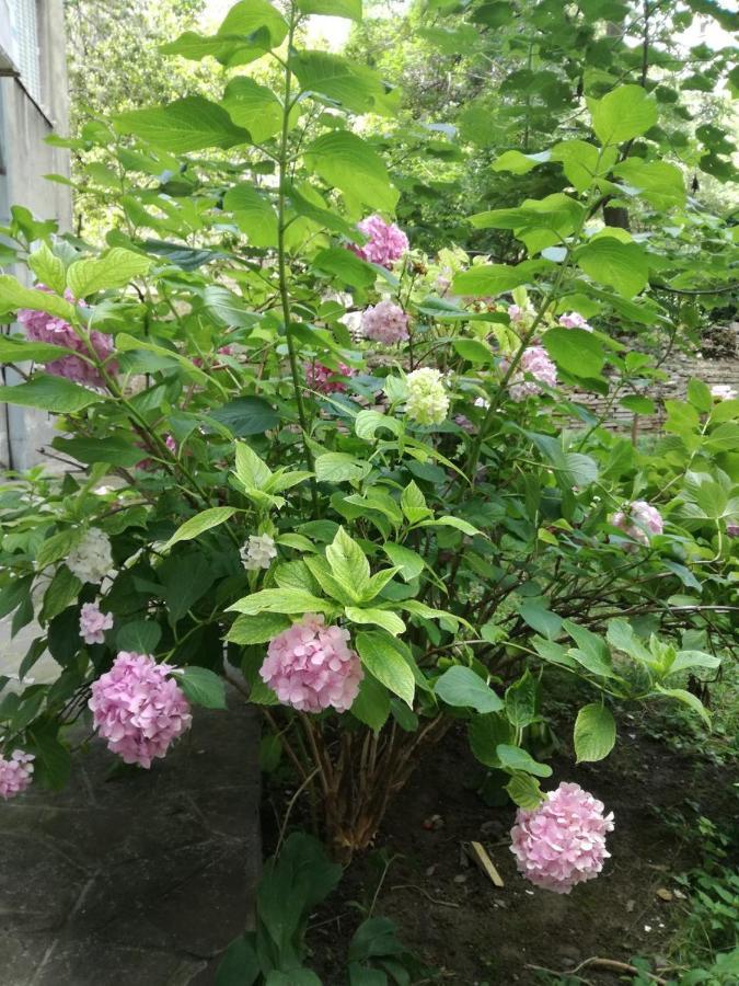 贝尔格莱德Vracar Krunska Jamiva公寓 外观 照片